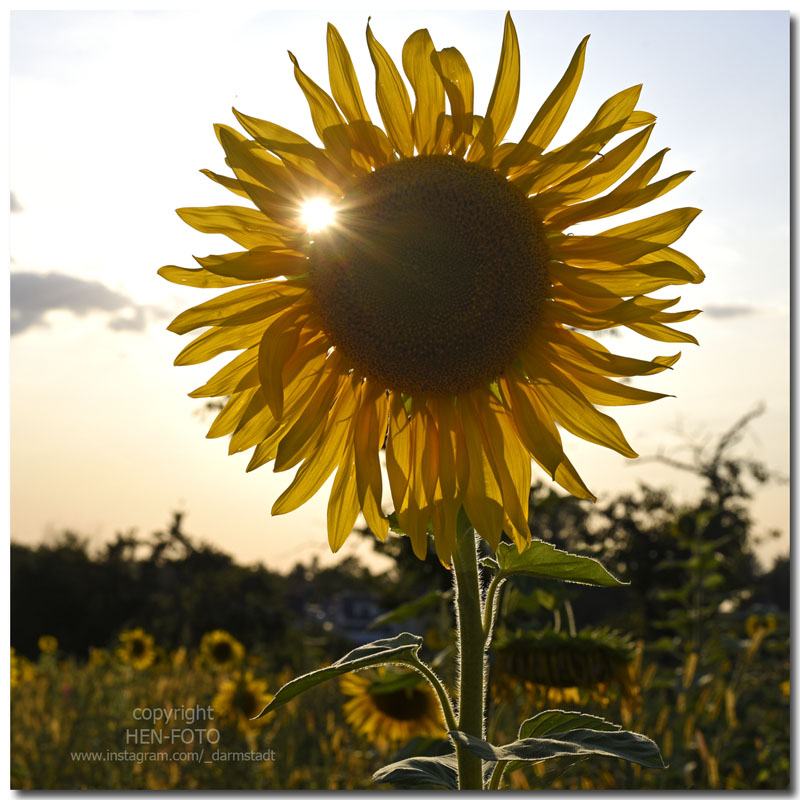 Sonnige Grüsse aus Darmstadt Sonnige Grüsse aus Darmstadt