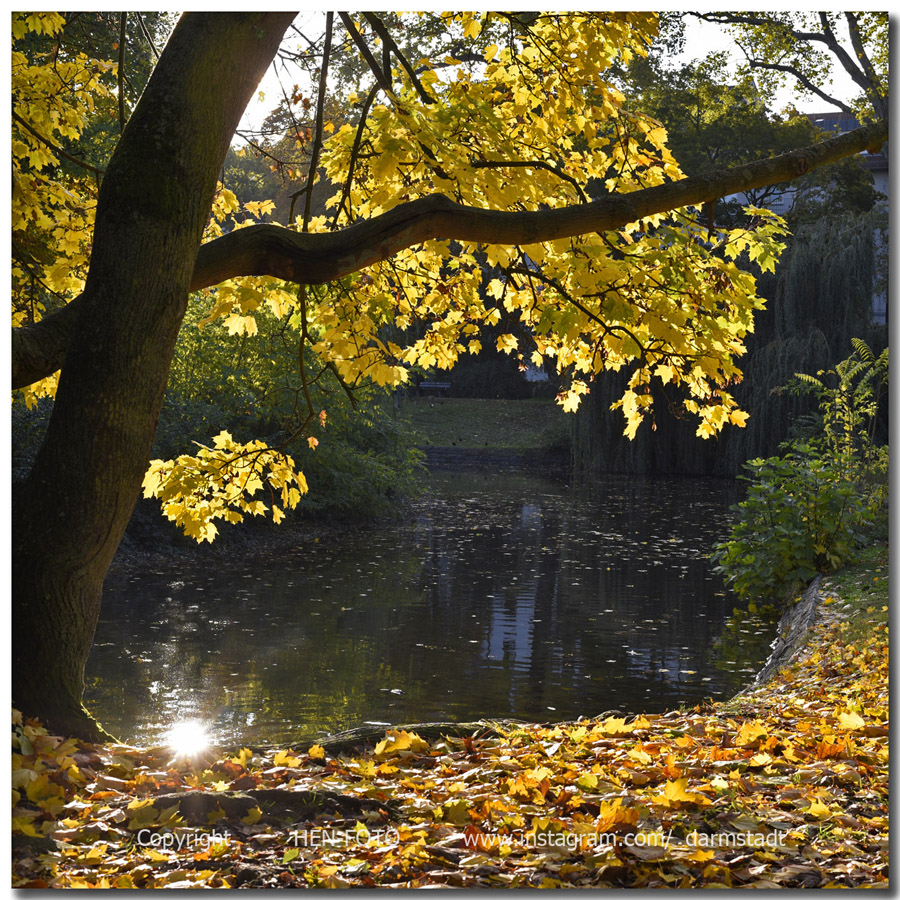 Leuchtende Baumblätter im Herrngarten in Darmstadt (copyright HEN-FOTO / Peter Henrich)