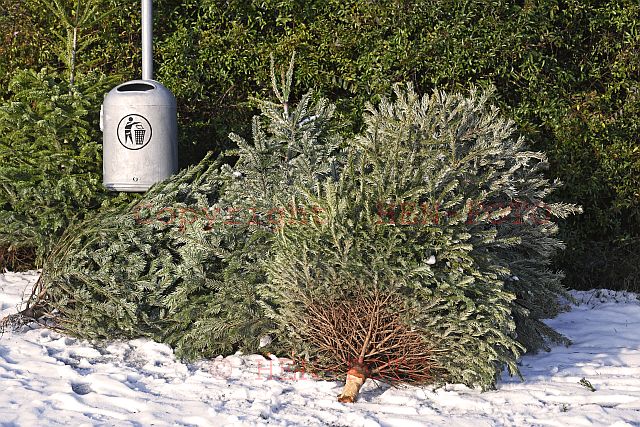 Weihnachtsbaum Sammelstellen in allen Stadtteilen von Darmstadt