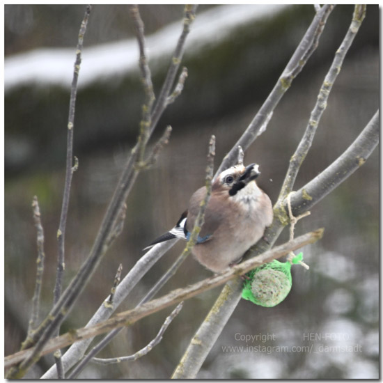 Eichelhäher in der Streuobstwiese in Darmstadt-Eberstadt (HEN-FOTO)