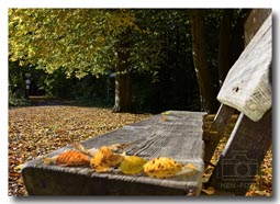 Laubfärbung im Herbst - Wie wäre es mit einem Familienausflug nach Kranichstein - mehr Bilder sind in meiner Fotogalerie (©HEN-FOTO)