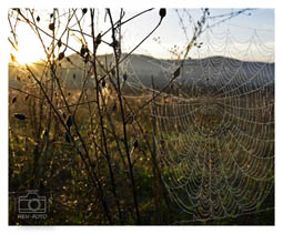 Auf einer Wiese heute morgen entdeckte ich mit der aufgehenden Sonne die Spinnweben im Gegenlicht (©HEN-FOTO)
