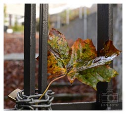 Bis 14.11.22 ist die Burg Frankenstein wegen der Halloween Veranstaltung gesperrt - Bilder vom Rundgang um die Burg bei Nebel in meiner Fotogalerie ©HEN-FOTO