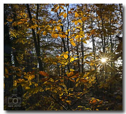 Herbststimmung auf dem Weg zu Burg Frankenstein mit Laubfärbung und Gegenlicht - ähnliche Motive auch in meinem neuen Darmstadt Kalender 2023 ( © HEN-FOTO )