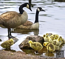 Kuschelige Junggänse am Steinbrücker Teich lassen Betrachter schmunzeln und innehalten ( © HEN-FOTO )