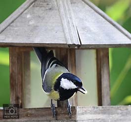 Kohlmeise mit Sonnenblumenkern im Schnabel vor dem Abflug am Vogelhäuschen ( © HEN-FOTO )