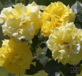 Ein Augenschmaus zur Rosenblüte: die Rosenhöhe in Darmstadt ( © HEN-FOTO )