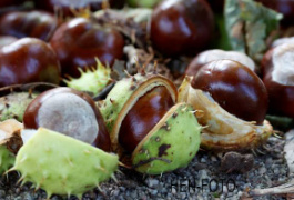 wieder neue Herbstmotive in meiner Fotogalerie ( HEN-FOTO )