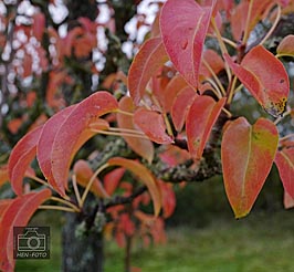 Naturfarben gelb und rot und orange gegen den Herbstblues ( © HEN-FOTO )