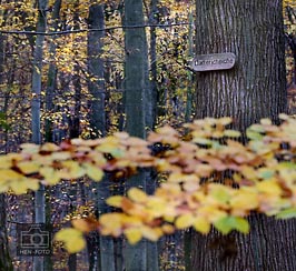 TIPP: Gerade im Herbst lohnt sich ein Spaziergang zur Dattericheiche ( © HEN-FOTO )