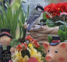 Eine Kohlmeise im Blumentopf sucht nach Baumaterial für den Nestbau ( © HEN-FOTO )