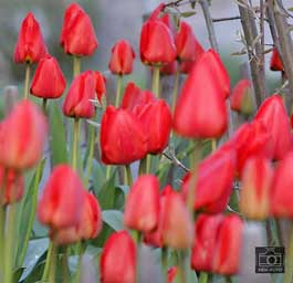 Blühende Tulpen erfreuen Bewohner in Darmstadt ( © HEN-FOTO )