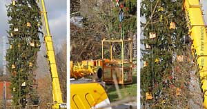 Wie kommt der Weihnachtsschmuck auf einen über 35 Meter hohen Natur-XXL-Weihnachtsbaum? (Fotogalerie © Peter Henrich / HEN-FOTO)