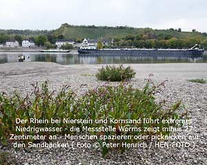 Der Rhein bei Nierstein und Kornsand führt extremes Niedrigwasser - die Messstelle Worms zeigt minus 27 Zentimeter an - Menschen spazieren oder picknicken auf den Sandbänken ( Foto © Peter Henrich / HEN-FOTO )