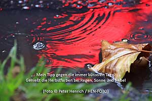 Tipp gegen die immer kürzeren Tage: Genießt die Herbstfarben bei Regen, Sonne und Nebel (Fotogalerie © Peter Henrich / HEN-FOTO)